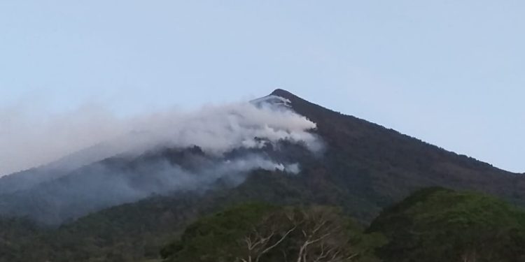 Incendio forestal deja grandes daños