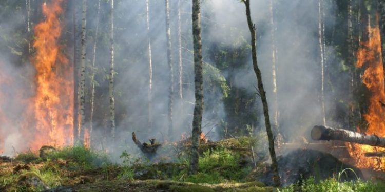 Incendios forestales arrasan con más de 2 mil hectáreas en Guatemala, según informe inicial del INAB