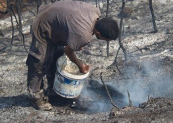 Incendios forestales dejan 26 muertos en Argelia