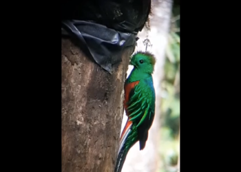 Â¡Increí­ble avistamiento! CONAP comparte imágenes exclusivas de un Quetzal (VíDEO)