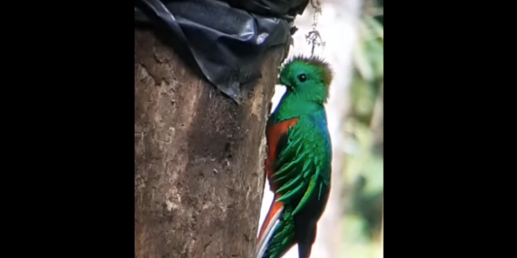 Â¡Increí­ble avistamiento! CONAP comparte imágenes exclusivas de un Quetzal (VíDEO)