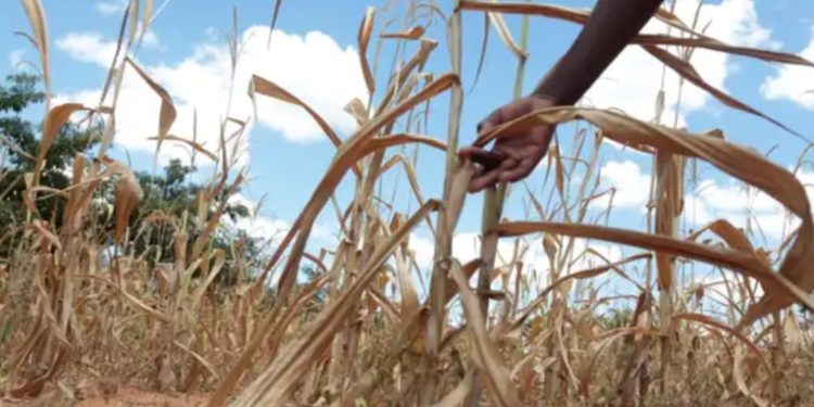 Inician capacitación y orientación a agricultores y ganaderos para prevenir desastres