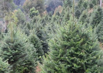 Instituto Nacional de Bosques anuncia inicio de ferias del pinabete en distintos puntos del país