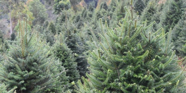 Instituto Nacional de Bosques anuncia inicio de ferias del pinabete en distintos puntos del país