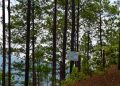 Instituto Nacional de Bosques otorga 70 millones de quetzales en incentivos forestales