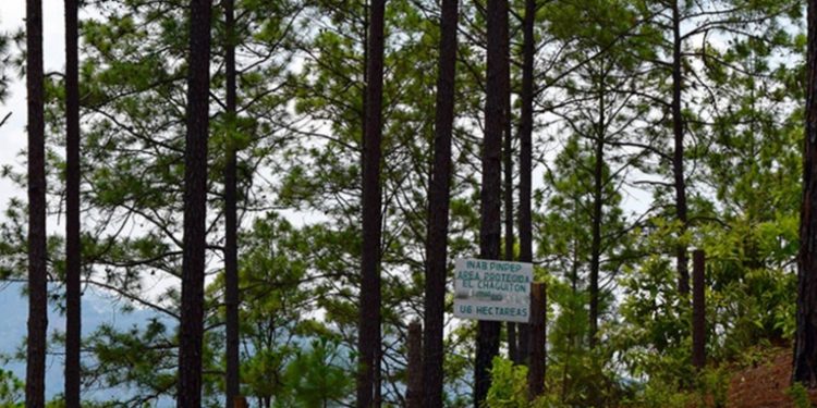 Instituto Nacional de Bosques otorga 70 millones de quetzales en incentivos forestales