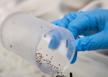 Intensifican vigilancia en Centroamérica ante aumento de casos de dengue