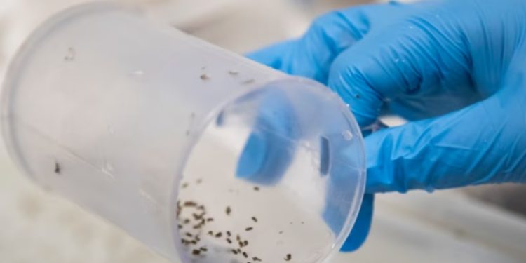 Intensifican vigilancia en Centroamérica ante aumento de casos de dengue