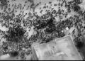 Investigación sobre masacre en Gaza durante reparto de ayuda