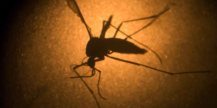 Jamaica declara brote epidémico de dengue