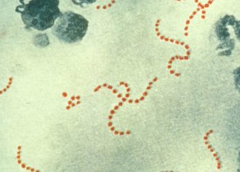 Japón registra cifras récords de infección por un estreptococo 'carnívoro' letal