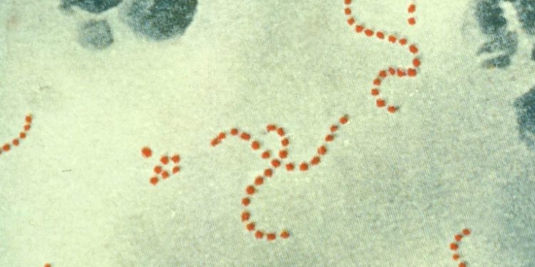 Japón registra cifras récords de infección por un estreptococo 'carnívoro' letal