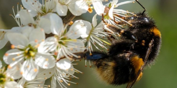 Jueces en EE.UU. determinan que los abejorros son legalmente peces en el estado de California