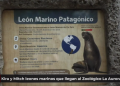 Kira y Mitch leones marinos que llegan al Zoológico la Aurora