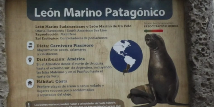 Kira y Mitch leones marinos que llegan al Zoológico la Aurora