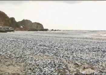 La aparición de 1.200 toneladas de peces muertos en la costa japonesa desconcierta a las autoridades