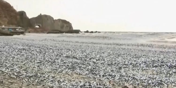 La aparición de 1.200 toneladas de peces muertos en la costa japonesa desconcierta a las autoridades