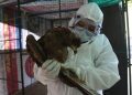 La India reporta la primera muerte por gripe aviar de la cepa H5N1