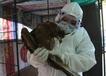 La India reporta la primera muerte por gripe aviar de la cepa H5N1