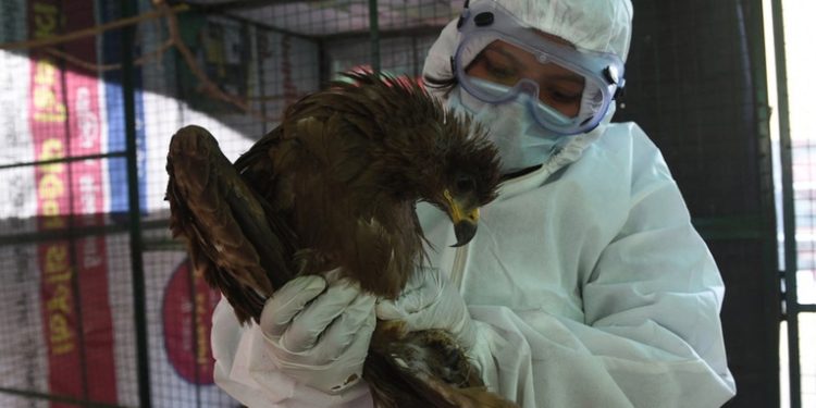 La India reporta la primera muerte por gripe aviar de la cepa H5N1
