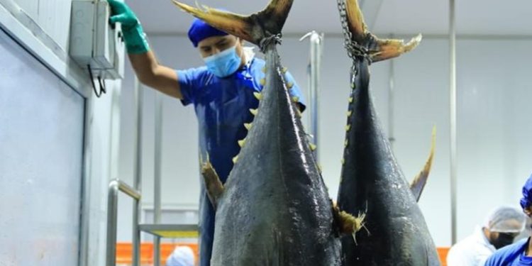 La Industria atunera centroamericana S.A. suspende los contratos de 300 empleados