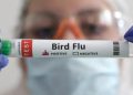 La ONU aclara que muerte de mexicano no es por gripe aviar