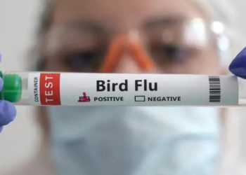 La ONU aclara que muerte de mexicano no es por gripe aviar