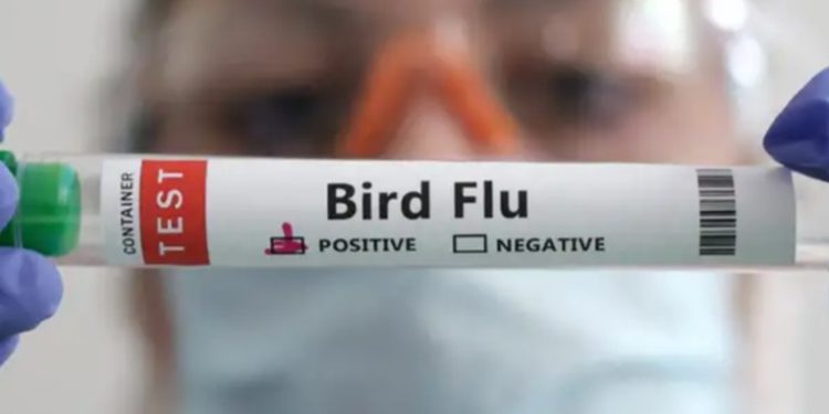 La ONU aclara que muerte de mexicano no es por gripe aviar