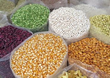 La ONU advierte el aumento de precios de granos básicos y fertilizantes para el próximo año