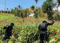 La PNC apoya en erradicación de plantaciones de amapola