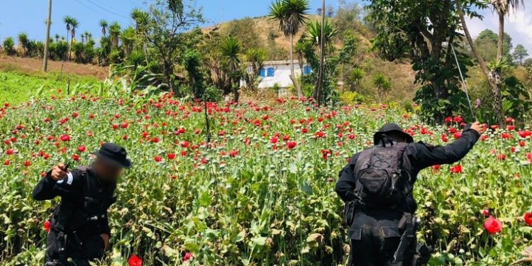 La PNC apoya en erradicación de plantaciones de amapola