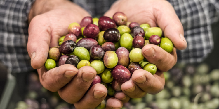 La UE alerta sobre la entrada en España de aceitunas con un pesticida prohibido