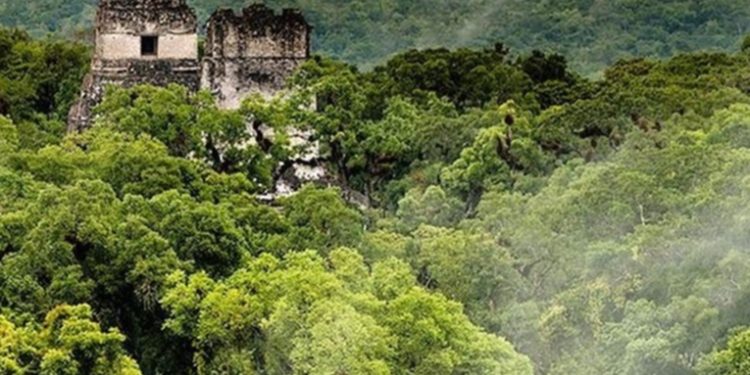 Las autoridades del INAB celebraron el Día Internacional de los Bosques
