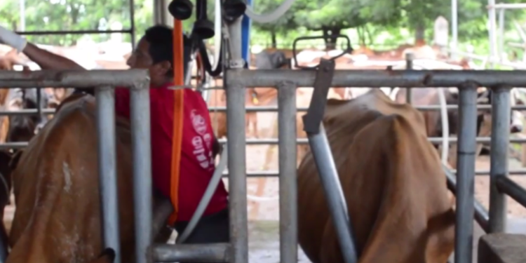 Lecheros guatemaltecos no puede exportar lácteos a Honduras por conflictos comerciales