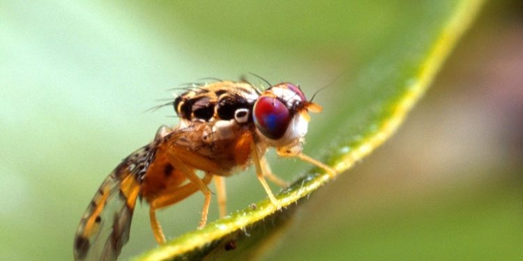 Liberan millones de moscas estériles en Izabal para controlar plaga del gusano barrenador