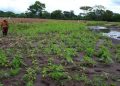 Lluvias afectan 8 mil hectáreas de diversos cultivos en el paí­s