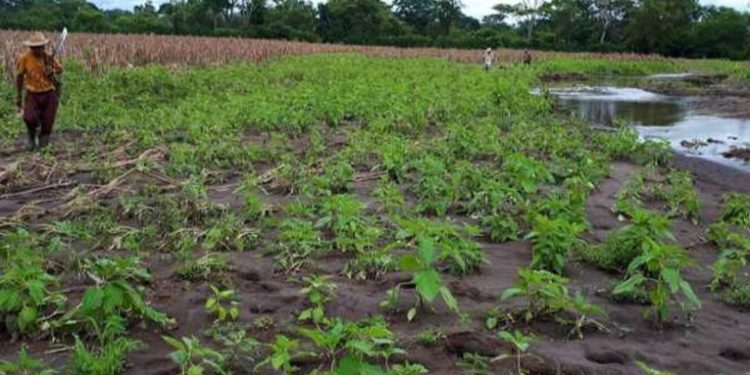 Lluvias afectan 8 mil hectáreas de diversos cultivos en el paí­s