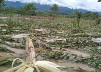 Lluvias dañan 754 hectáreas de cultivos en su mayorí­a de frijol y maí­z