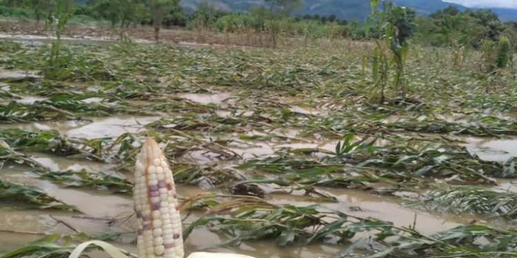 Lluvias dañan 754 hectáreas de cultivos en su mayorí­a de frijol y maí­z