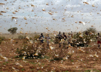 Lluvias en Petén no causarí­an solo daños materiales, si no, adelantarí­an reactivar plaga de langostas.