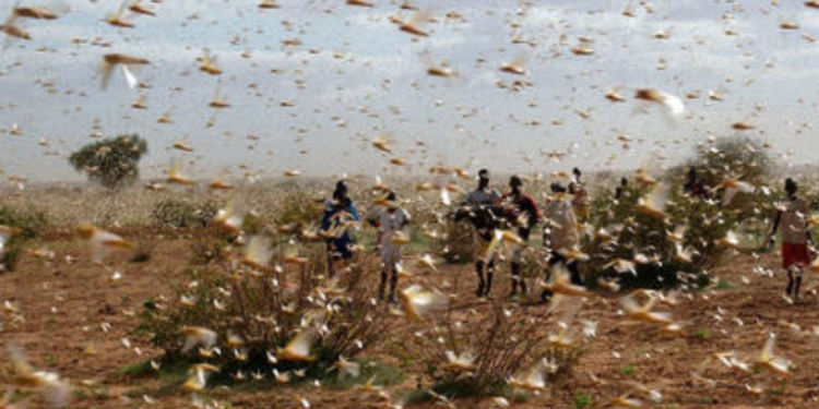 Lluvias en Petén no causarí­an solo daños materiales, si no, adelantarí­an reactivar plaga de langostas.