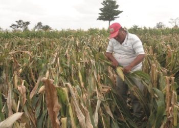 Lluvias han dejado daños en 181 hectáreas de maí­z en Suchitepéquez