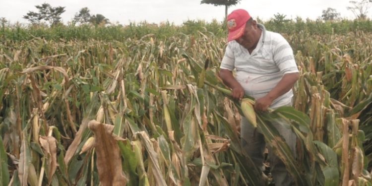Lluvias han dejado daños en 181 hectáreas de maí­z en Suchitepéquez