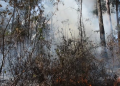 Lluvias mitigan incendios forestales en el territorio nacional