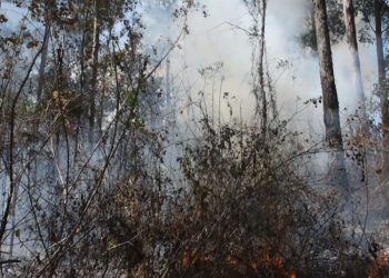 Lluvias mitigan incendios forestales en el territorio nacional