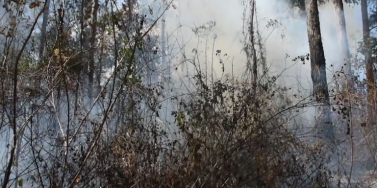 Lluvias mitigan incendios forestales en el territorio nacional