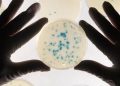 Logran entrenar a bacterias para que detecten cáncer