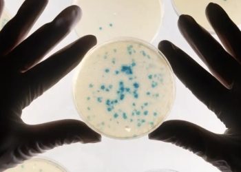 Logran entrenar a bacterias para que detecten cáncer