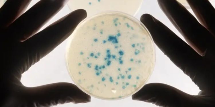 Logran entrenar a bacterias para que detecten cáncer