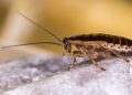 Logran resolver el misterio del origen y la propagación global de la cucaracha alemana
